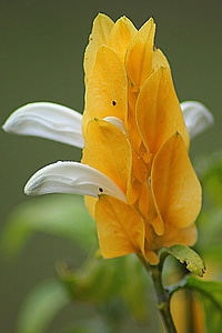 Beautiful Flowers biology blooming