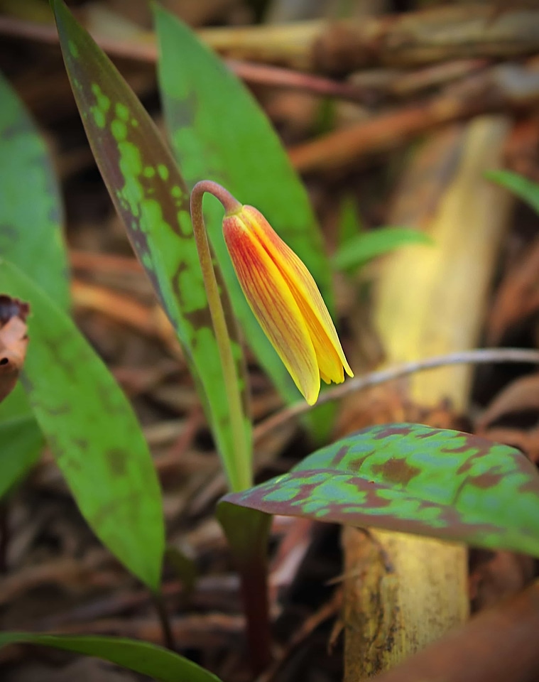 Beautiful beautiful flowers biology