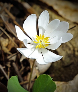 Beautiful Flowers biology bloom