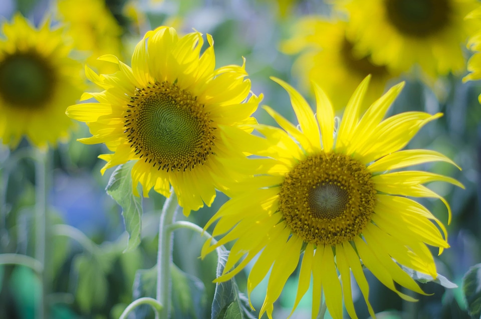 Agriculture beautiful beautiful flowers