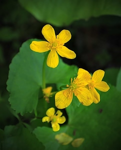 Beautiful Flowers biology bloom