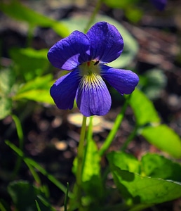 Beautiful Flowers biology bloom