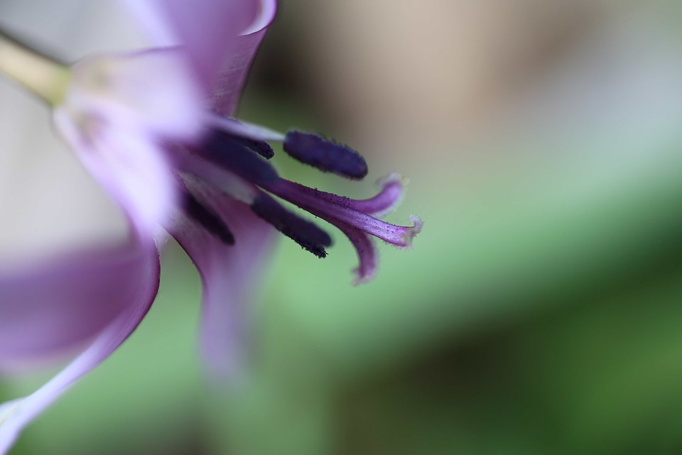 Beautiful Flowers biology blooming