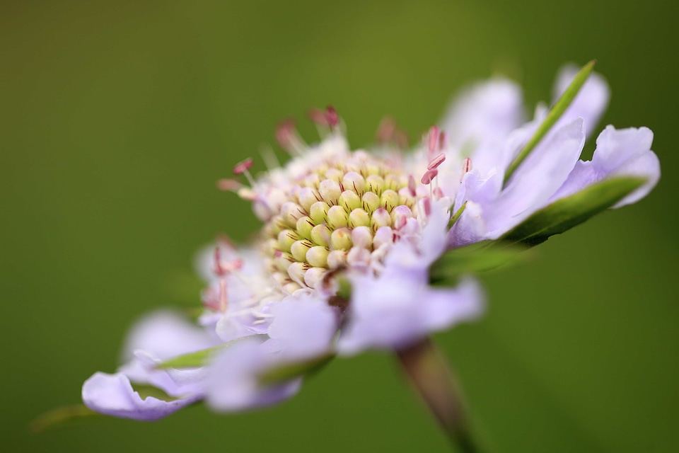 Beautiful Flowers biology bloom