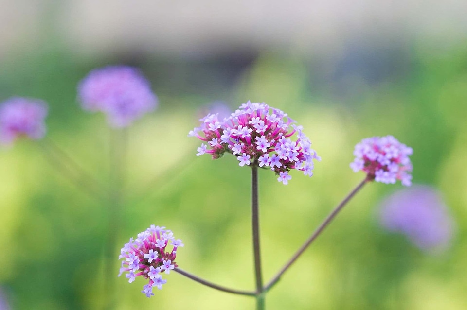 Beautiful Flowers biology bloom