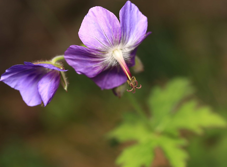 Beautiful Flowers biology bloom