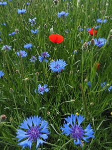 Beautiful Flowers biology bloom photo