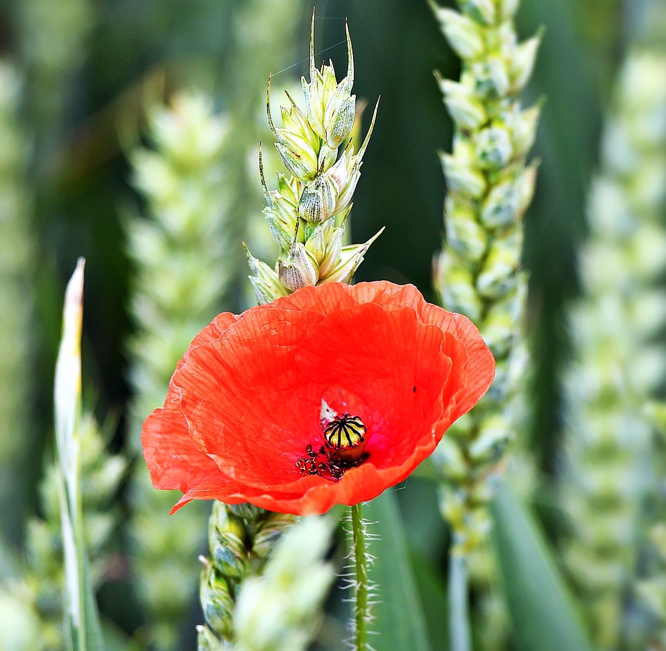 Beautiful Flowers biology bloom