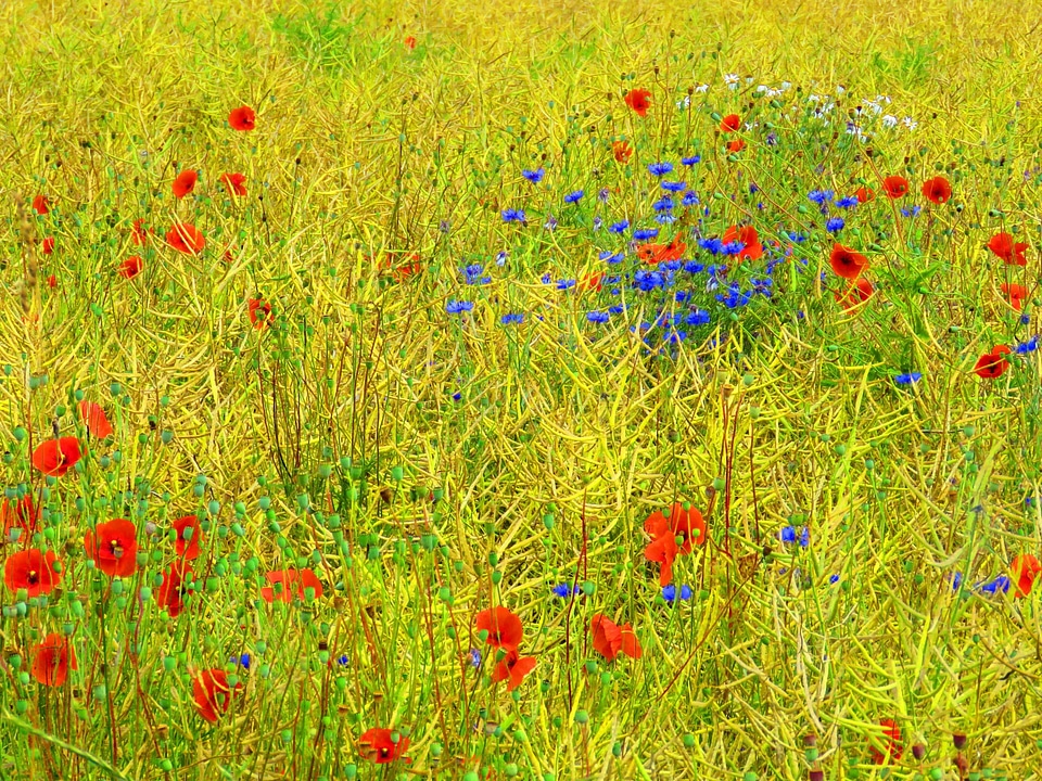 Agriculture beautiful flowers biology
