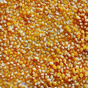 Kernel kernels food