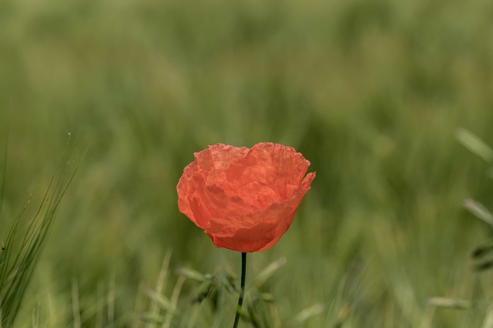 Beautiful Flowers biology blooming