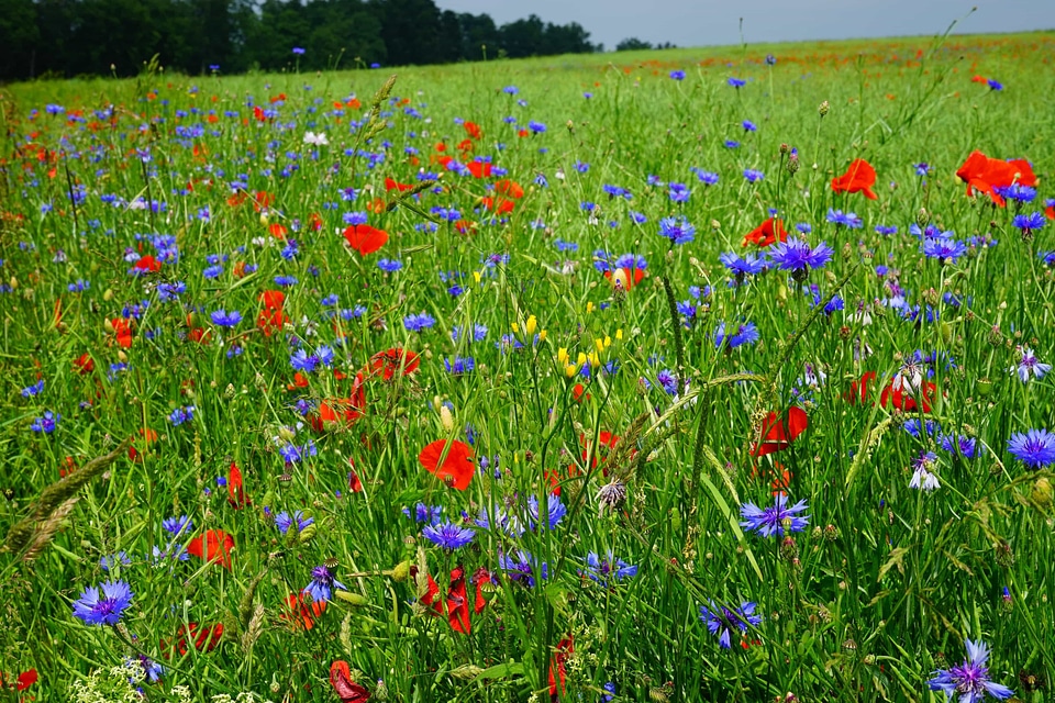 Beautiful Flowers biology bloom