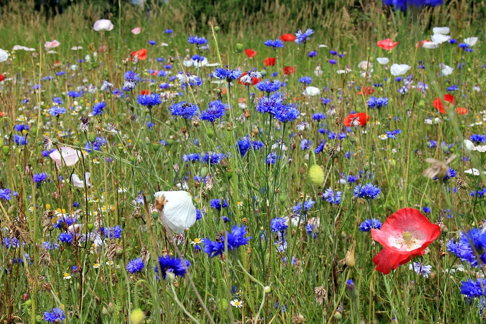 Agriculture beautiful flowers biology