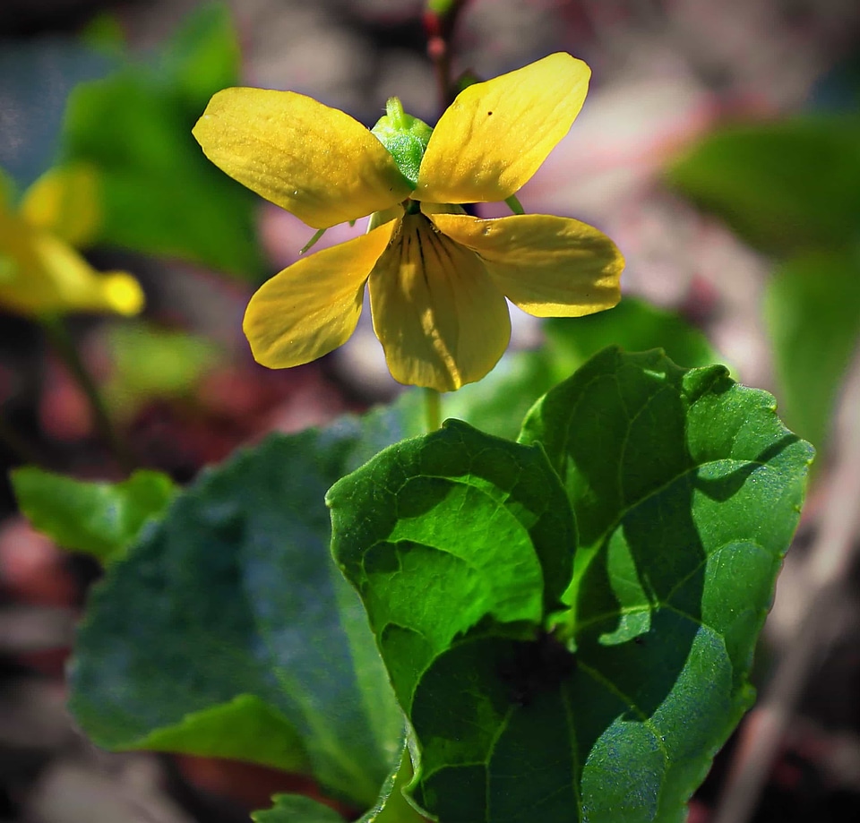 Beautiful Flowers biology blooming