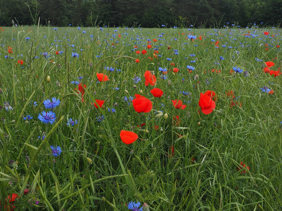 Agriculture beautiful flowers biology