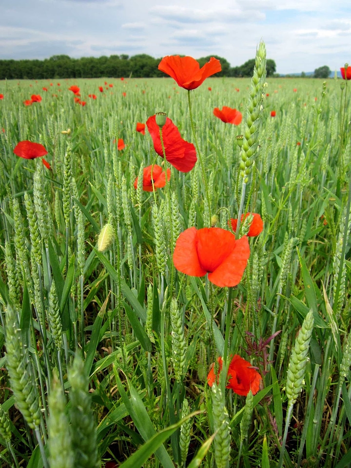 Agriculture beautiful flowers biology