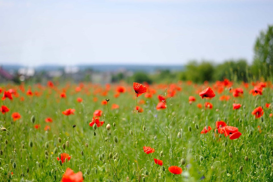 Agriculture beautiful flowers biology