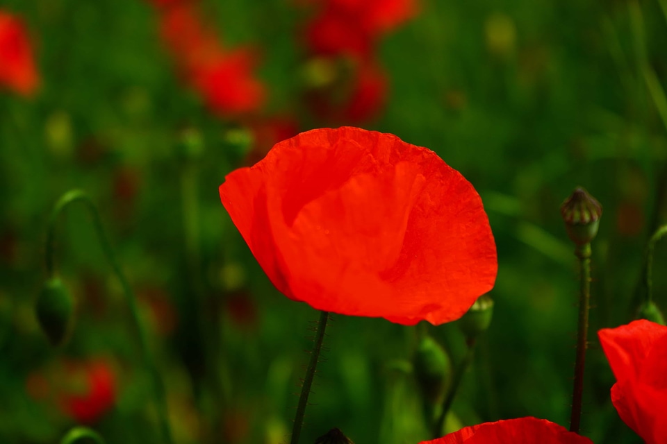 Beautiful Flowers biology bloom
