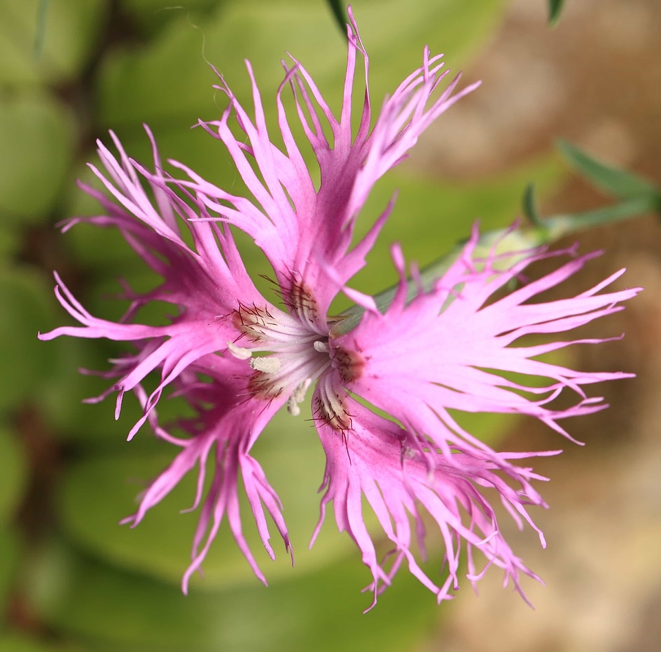 Beautiful Flowers biology bloom