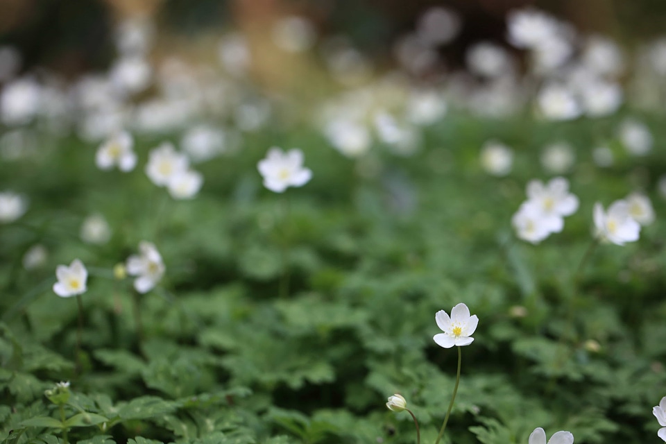 Beautiful Flowers biology bloom