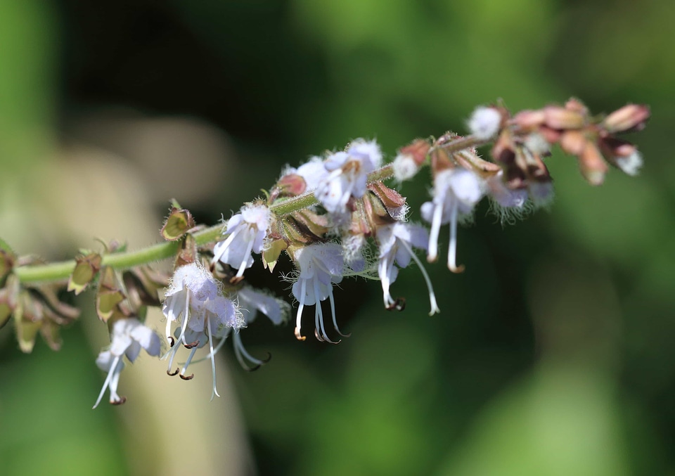 Beautiful Flowers biology bloom