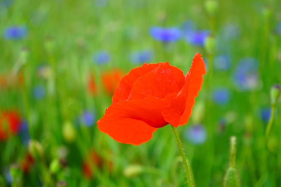 Beautiful Flowers biology bloom