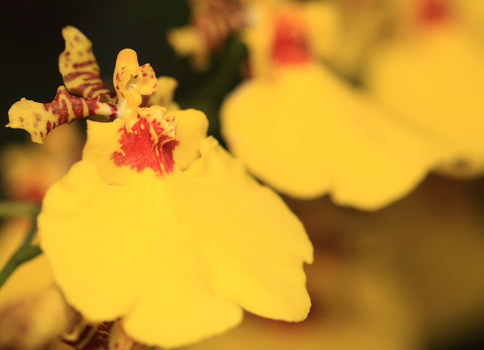 Beautiful Flowers biology blooming