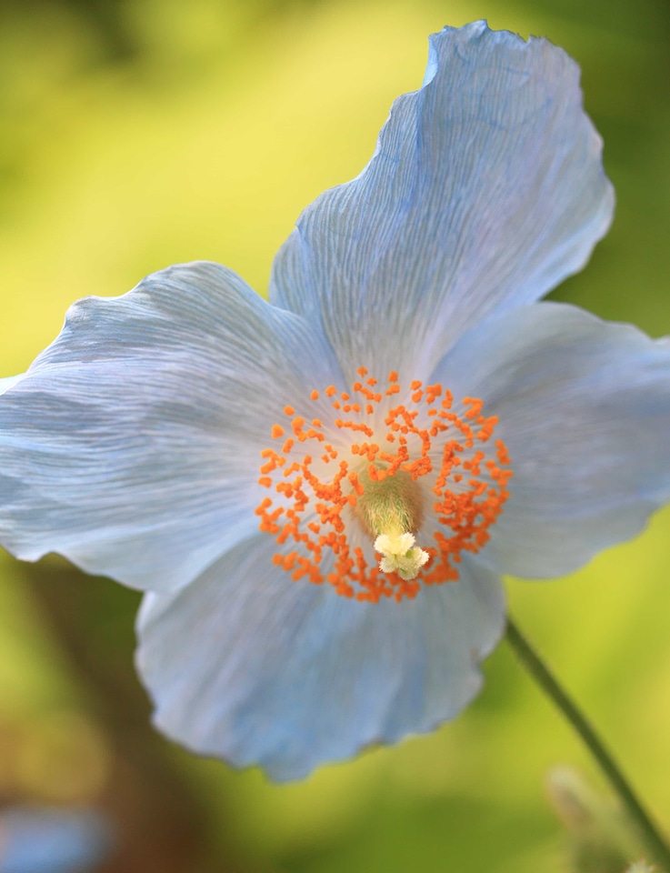 Beautiful Flowers biology bloom
