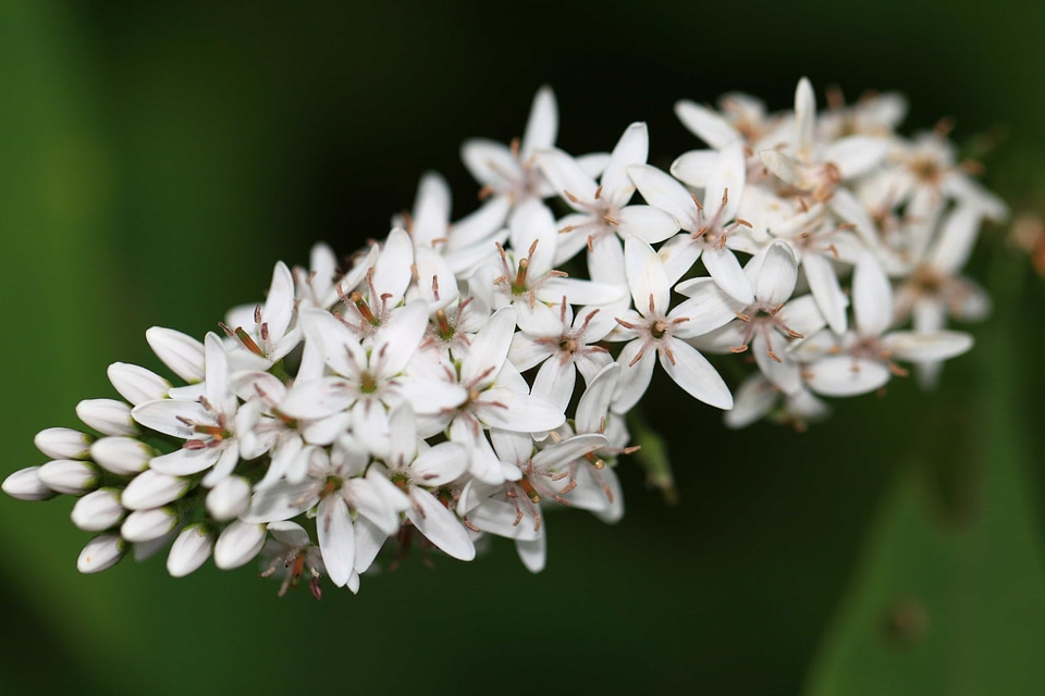 Beautiful Flowers biology bloom
