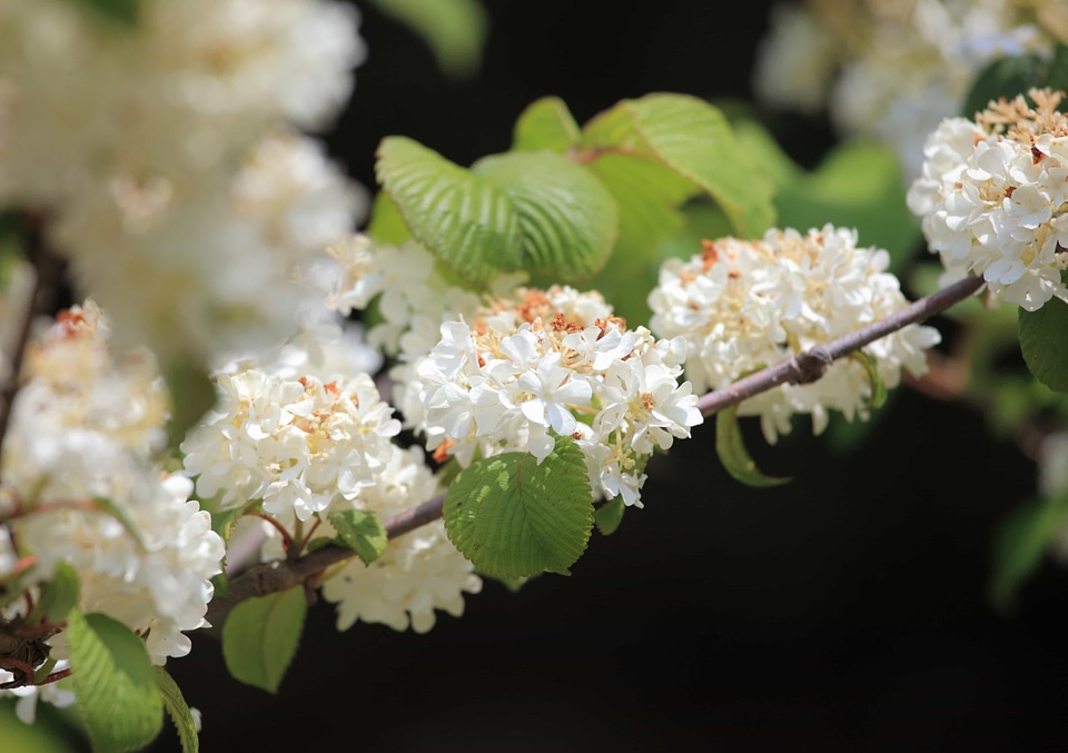 Beautiful beautiful flowers biology