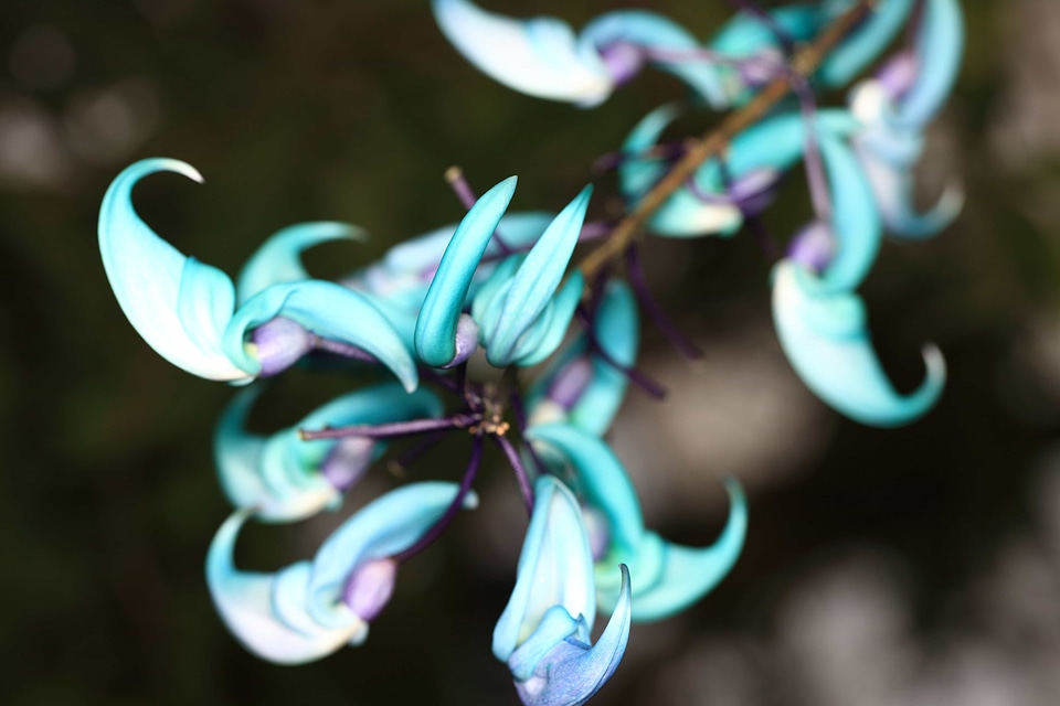 Beautiful beautiful flowers biology