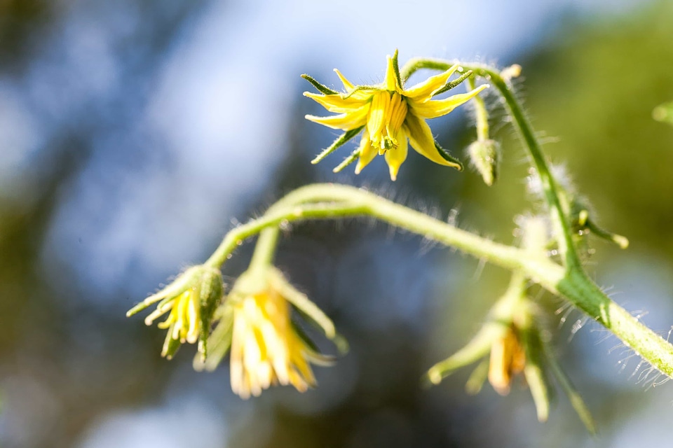 Beautiful Flowers biology blooming
