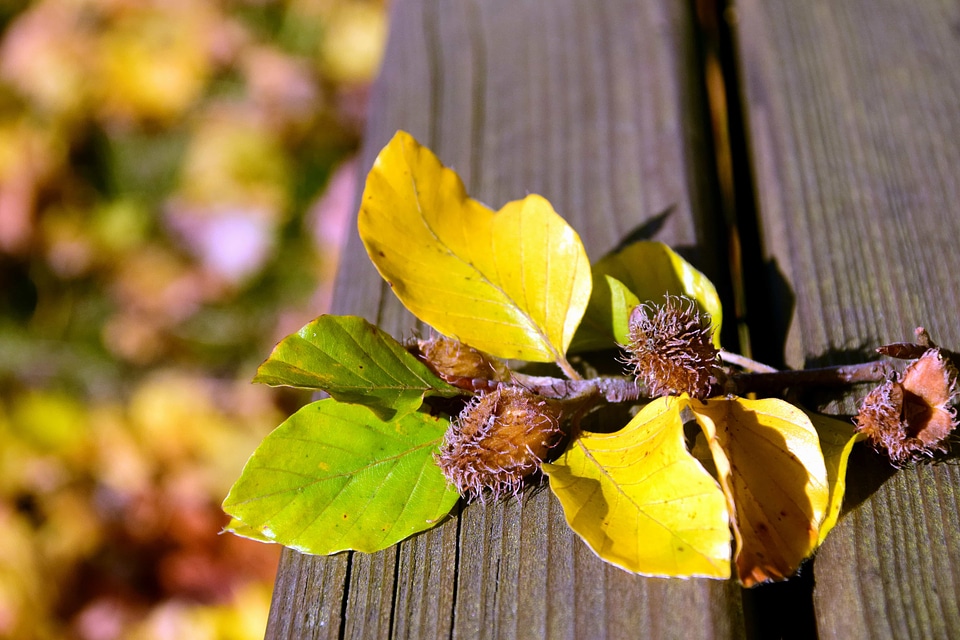 Autumn autumn season brown