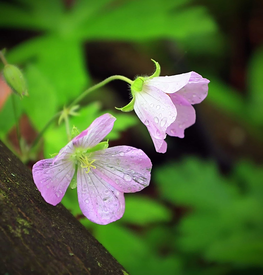 Beautiful Flowers biology bloom
