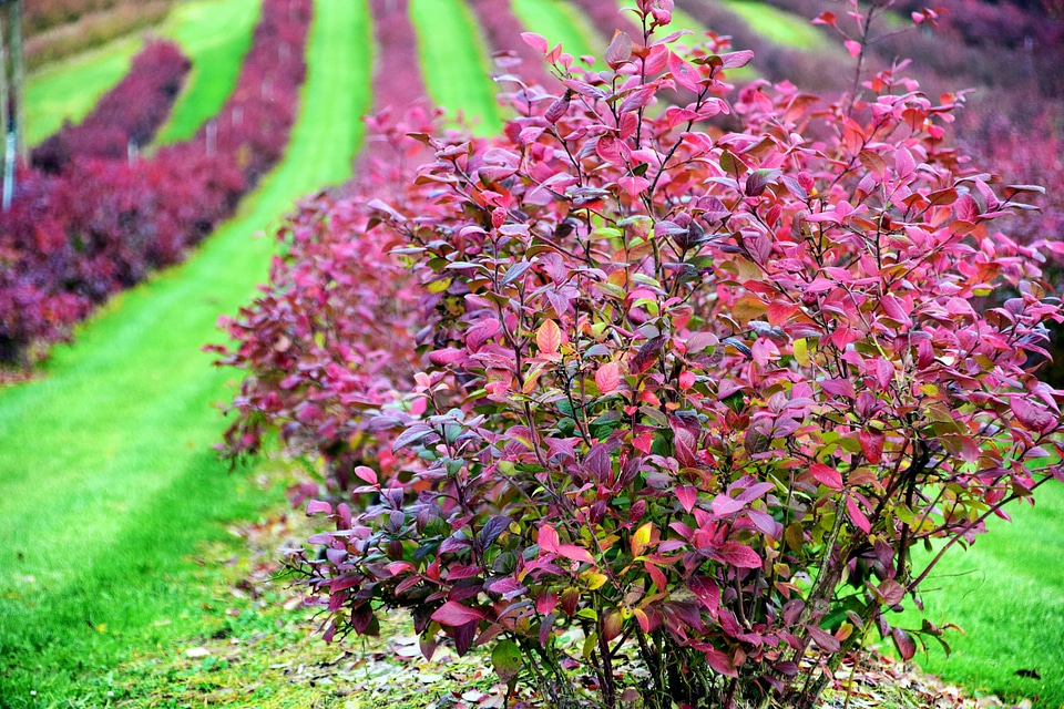 Agricultural agriculture autumn