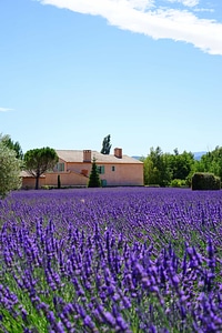 Beautiful Flowers biology blooming