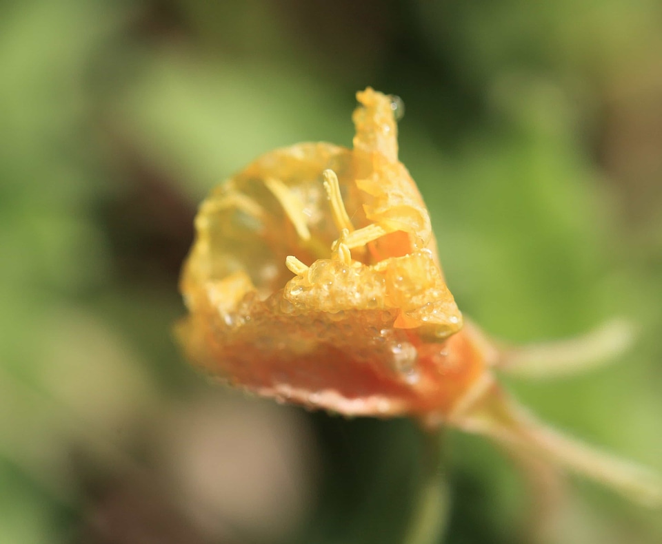Beautiful Flowers biology blooming