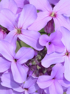 Beautiful beautiful flowers biology