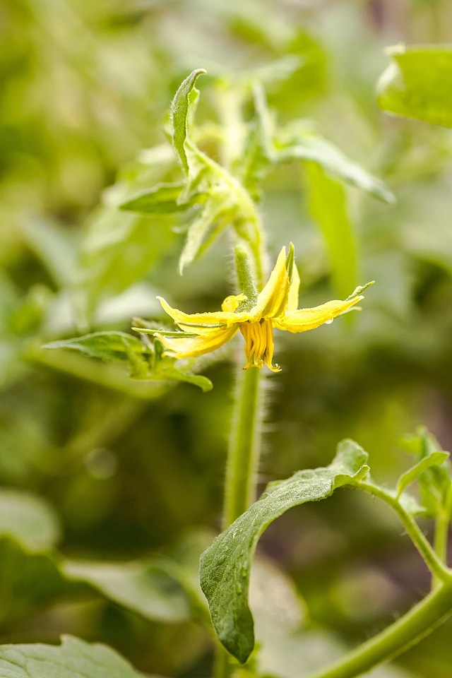 Beautiful Flowers biology blooming