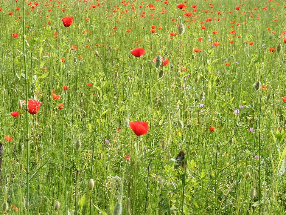 Agriculture beautiful flowers biology