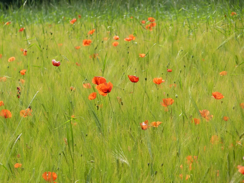 Agriculture beautiful flowers biology