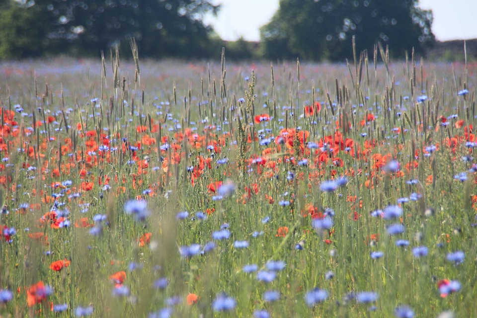 Agriculture beautiful flowers biology