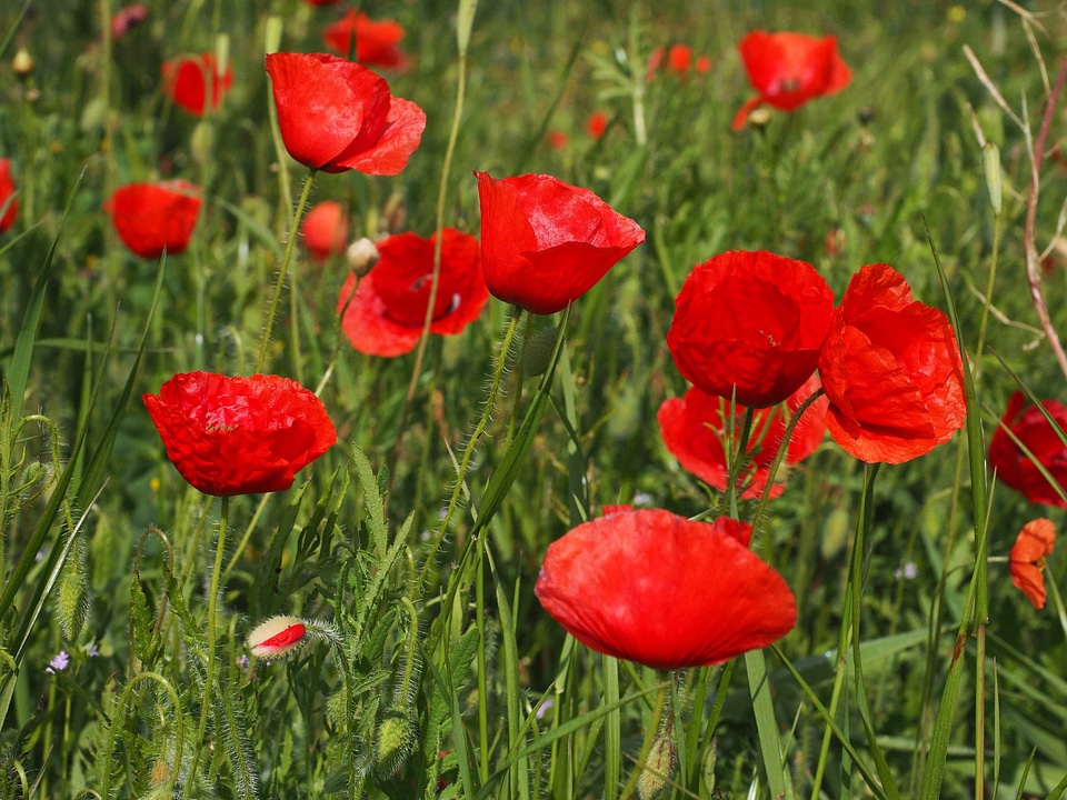 Agriculture beautiful flowers beautiful photo