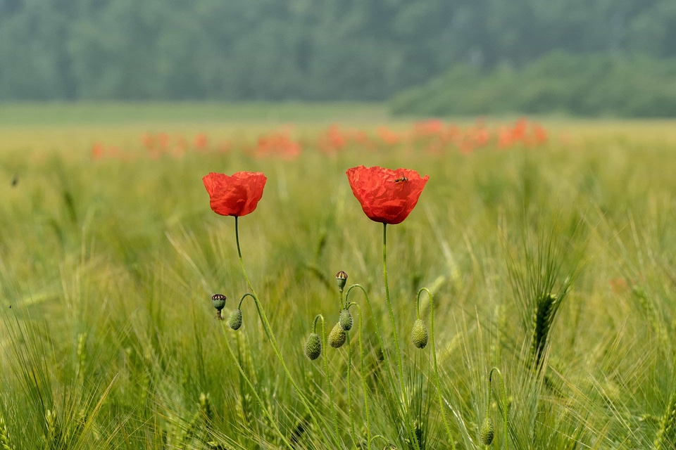 Agriculture beautiful flowers beautiful photo