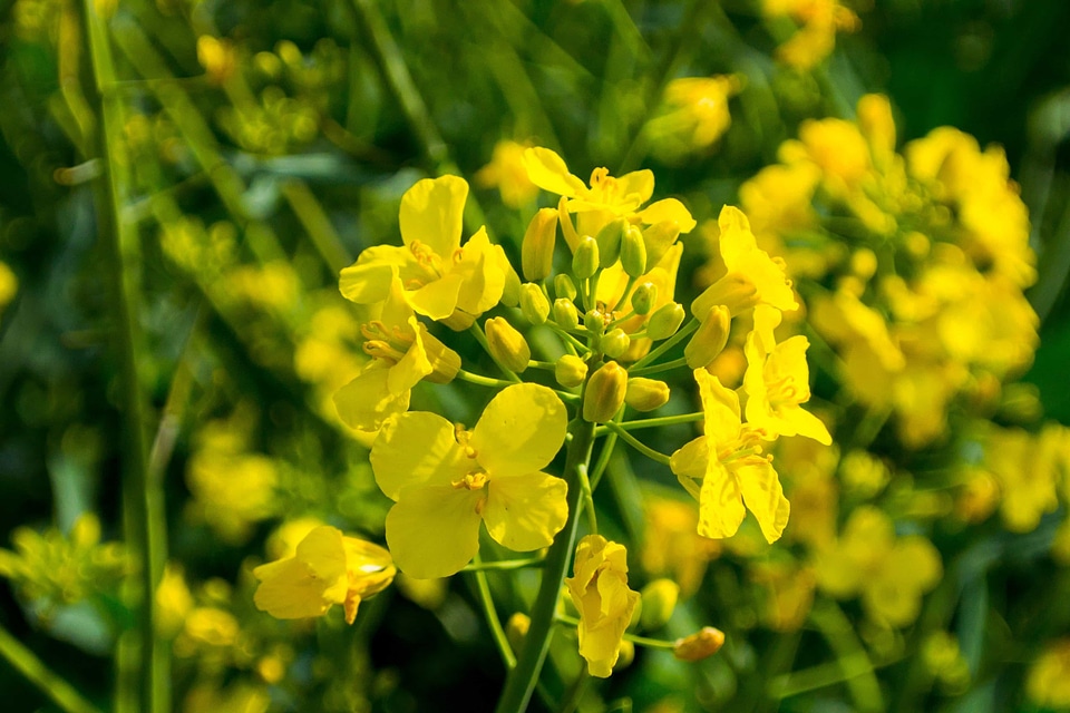 Agriculture beautiful flowers biology