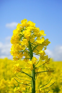 Agriculture beautiful flowers biology