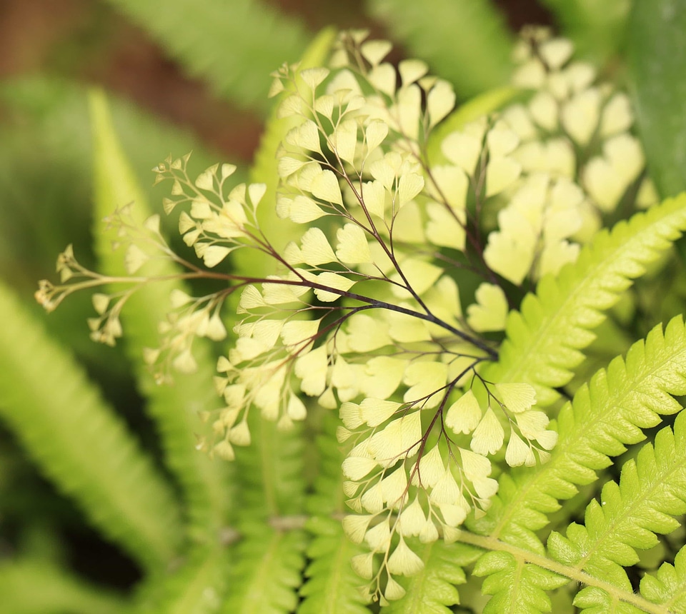 Beautiful Flowers biology blooming