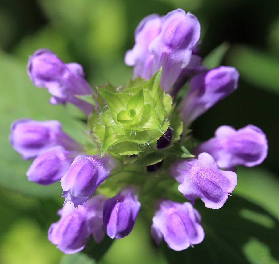 Beautiful beautiful flowers biology