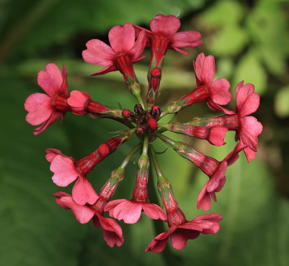 Beautiful Flowers biology bloom