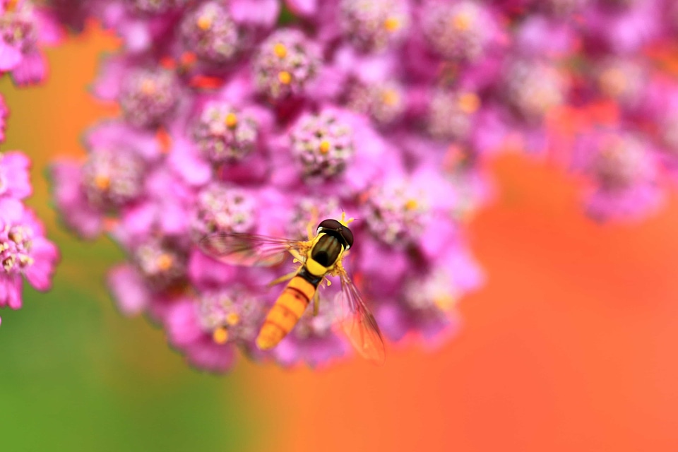 Animal arthropod beautiful flowers